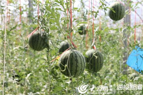 长垣吃瓜视频全集,揭秘全网热议背后的真相与笑料