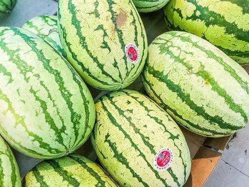 吃瓜的视频模板怎么做,轻松制作热门吃瓜内容攻略